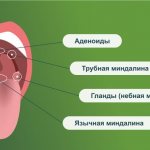 Anatomy of the throat: location of the tonsils