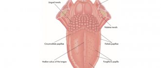 Anatomy of the tongue