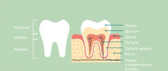 Tooth anatomy in pictures