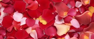 Rose petals