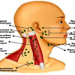 Parotid lymph nodes