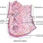 Divisions of the lip