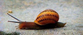 The strength of a snail&#39;s teeth allows it to gnaw even stones