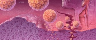 HPV penetration into the body