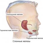 Расположение больших слюнных желёз человека