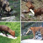 Rice. 1. Animals play with odorous boards in different ways. 