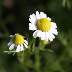 Chamomile