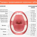 Схема прорезания коренных зубов