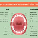 Схема прорезывания молочных зубов у детей в картинках