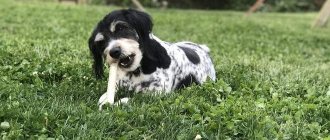 Dog chewing on a bone