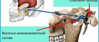 Jaw structure: temporomandibular joint