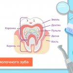 The structure of a baby tooth in pictures