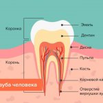 tooth structure