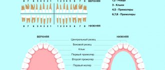 Types and location of teeth in pictures