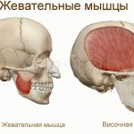 жевательные мышцы человека